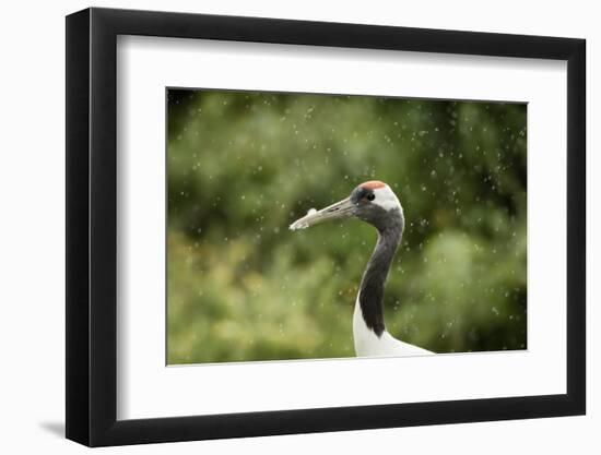 Red crowned crane (Japanese crane) (Grus Japonensis), United Kingdom, Europe-Janette Hill-Framed Photographic Print