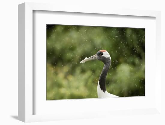 Red crowned crane (Japanese crane) (Grus Japonensis), United Kingdom, Europe-Janette Hill-Framed Photographic Print