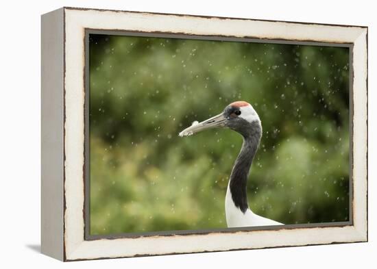 Red crowned crane (Japanese crane) (Grus Japonensis), United Kingdom, Europe-Janette Hill-Framed Premier Image Canvas