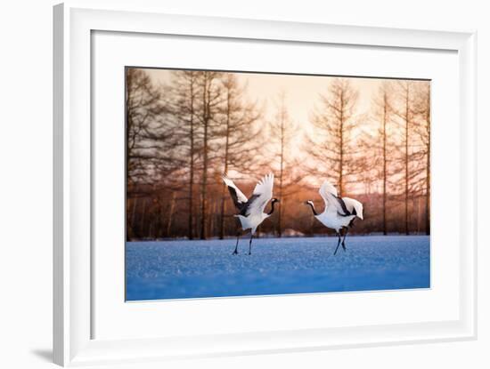 Red Crowned Crane Kushiro Hokkaido Japan-Auttapon Nunti-Framed Photographic Print