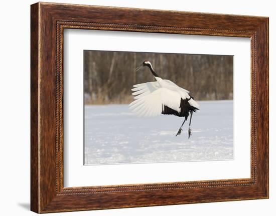 Red Crowned Crane of northern island of Hokkaido, Japan-Darrell Gulin-Framed Photographic Print