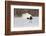 Red Crowned Crane of northern island of Hokkaido, Japan-Darrell Gulin-Framed Photographic Print