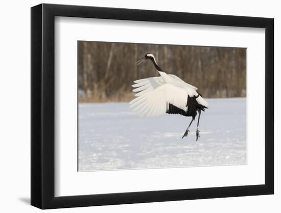Red Crowned Crane of northern island of Hokkaido, Japan-Darrell Gulin-Framed Photographic Print