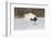 Red Crowned Crane of northern island of Hokkaido, Japan-Darrell Gulin-Framed Photographic Print