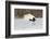 Red Crowned Crane of northern island of Hokkaido, Japan-Darrell Gulin-Framed Photographic Print