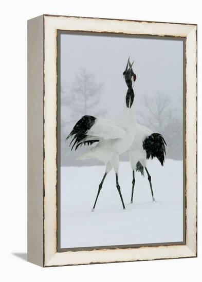 Red-Crowned Crane Pair Displaying, Necks Intertwined-null-Framed Premier Image Canvas