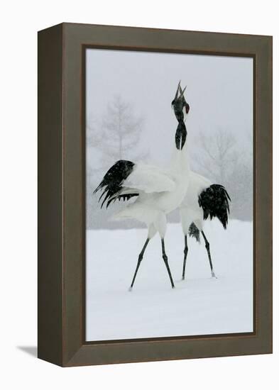 Red-Crowned Crane Pair Displaying, Necks Intertwined-null-Framed Premier Image Canvas