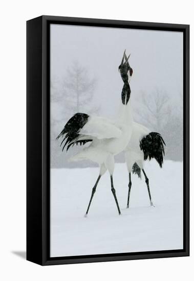 Red-Crowned Crane Pair Displaying, Necks Intertwined-null-Framed Premier Image Canvas