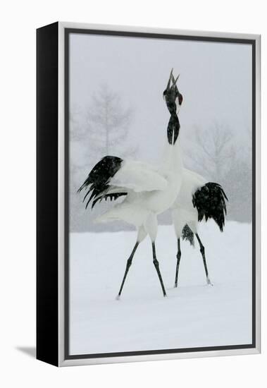 Red-Crowned Crane Pair Displaying, Necks Intertwined-null-Framed Premier Image Canvas