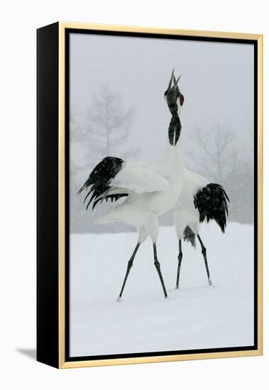 Red-Crowned Crane Pair Displaying, Necks Intertwined-null-Framed Premier Image Canvas