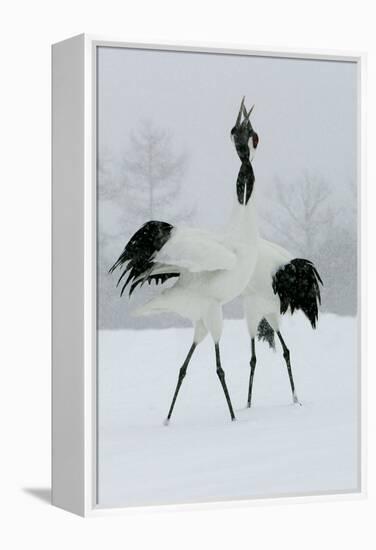 Red-Crowned Crane Pair Displaying, Necks Intertwined-null-Framed Premier Image Canvas