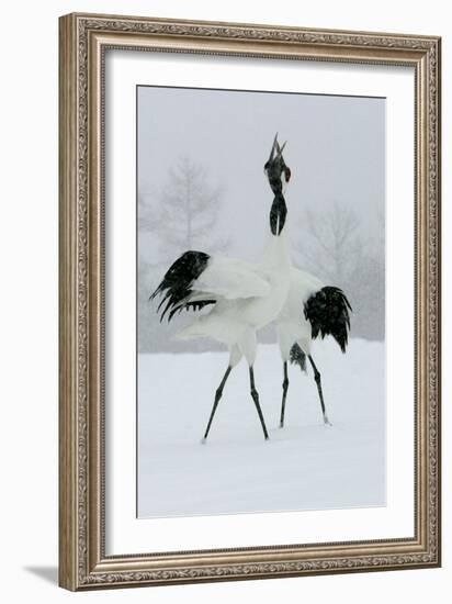 Red-Crowned Crane Pair Displaying, Necks Intertwined-null-Framed Photographic Print