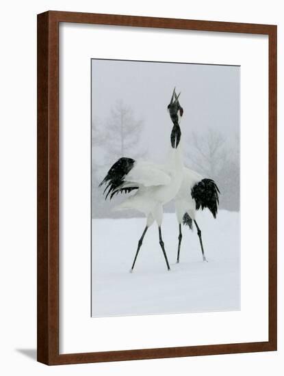 Red-Crowned Crane Pair Displaying, Necks Intertwined-null-Framed Photographic Print