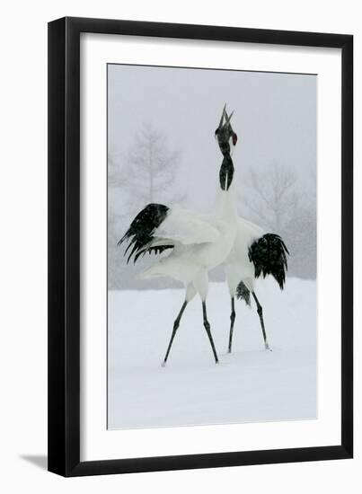 Red-Crowned Crane Pair Displaying, Necks Intertwined-null-Framed Photographic Print