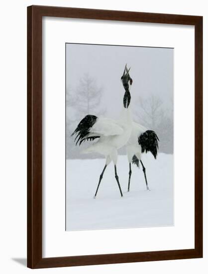 Red-Crowned Crane Pair Displaying, Necks Intertwined-null-Framed Photographic Print