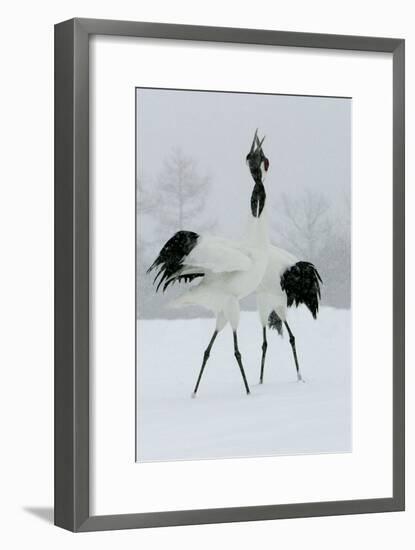 Red-Crowned Crane Pair Displaying, Necks Intertwined-null-Framed Photographic Print