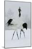 Red-Crowned Crane Pair Displaying, Necks Intertwined-null-Mounted Photographic Print