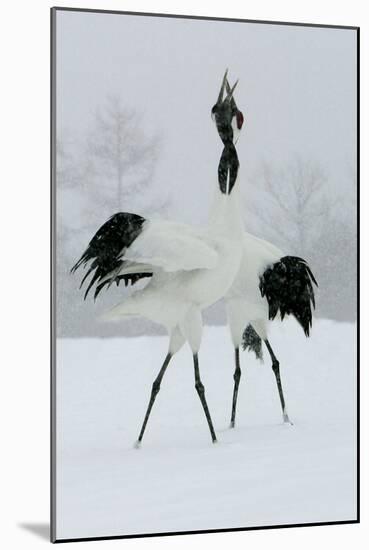 Red-Crowned Crane Pair Displaying, Necks Intertwined-null-Mounted Photographic Print