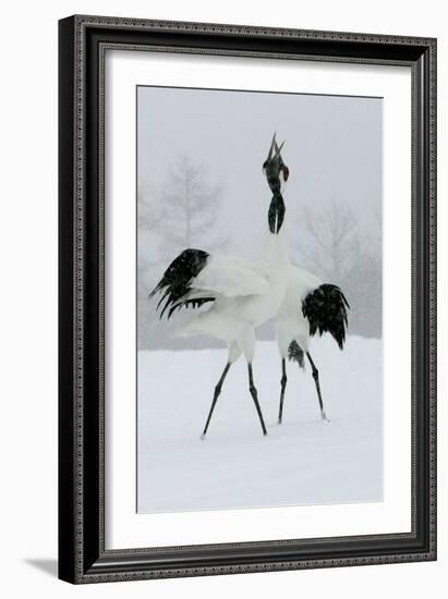 Red-Crowned Crane Pair Displaying, Necks Intertwined-null-Framed Photographic Print