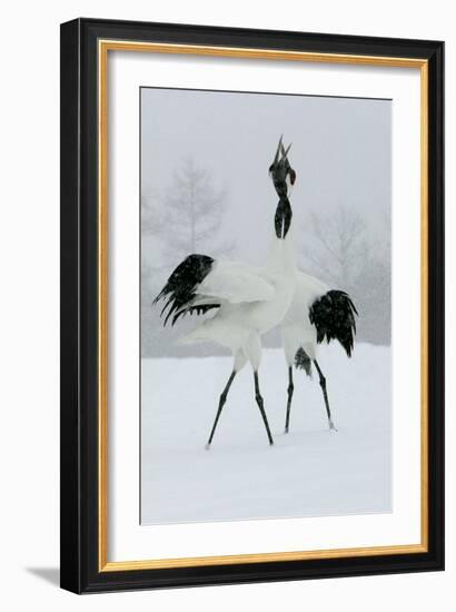 Red-Crowned Crane Pair Displaying, Necks Intertwined-null-Framed Photographic Print