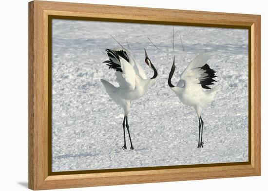 Red-Crowned Crane Pair Displaying-null-Framed Premier Image Canvas