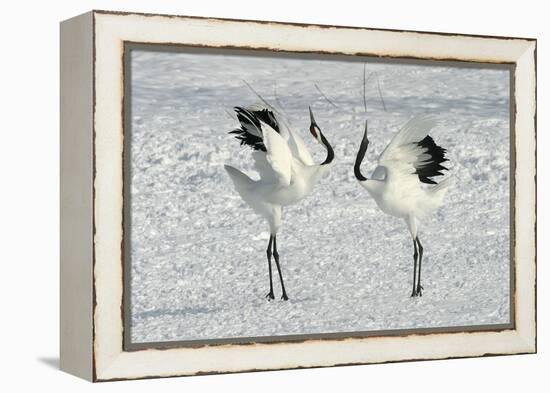 Red-Crowned Crane Pair Displaying-null-Framed Premier Image Canvas