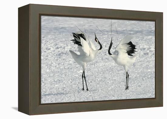 Red-Crowned Crane Pair Displaying-null-Framed Premier Image Canvas