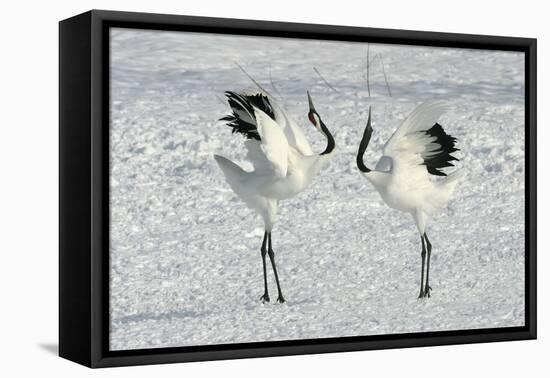 Red-Crowned Crane Pair Displaying-null-Framed Premier Image Canvas