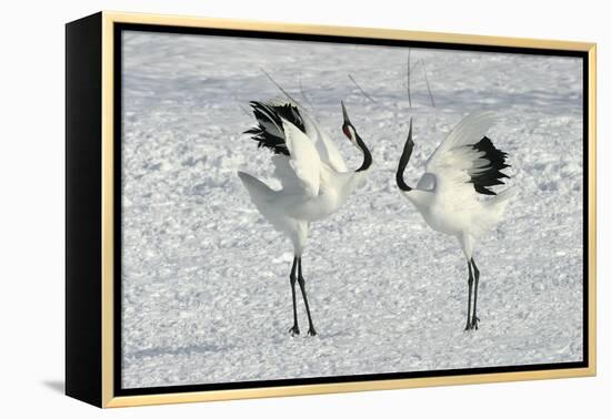 Red-Crowned Crane Pair Displaying-null-Framed Premier Image Canvas