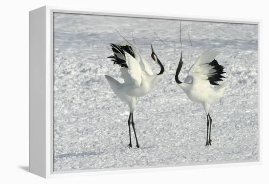 Red-Crowned Crane Pair Displaying-null-Framed Premier Image Canvas