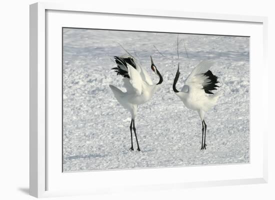 Red-Crowned Crane Pair Displaying-null-Framed Photographic Print