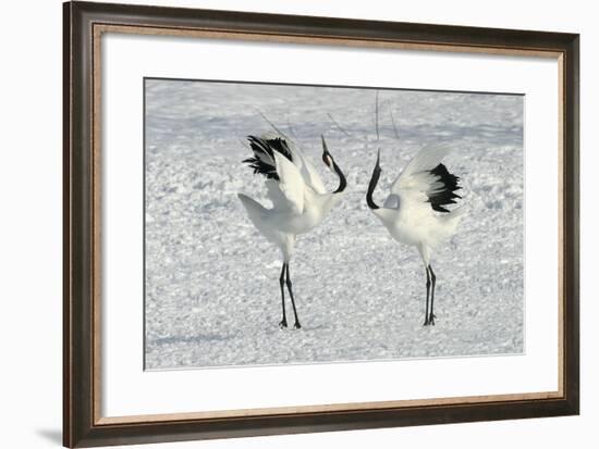 Red-Crowned Crane Pair Displaying-null-Framed Photographic Print