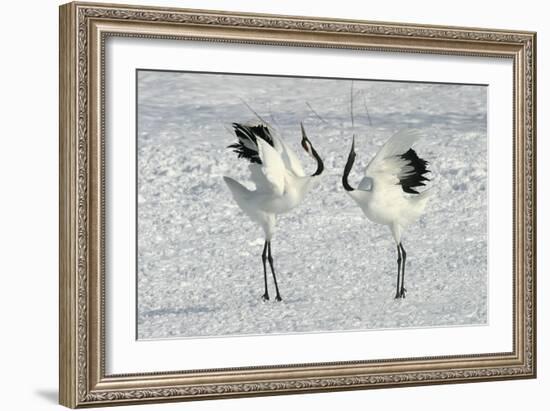 Red-Crowned Crane Pair Displaying-null-Framed Photographic Print