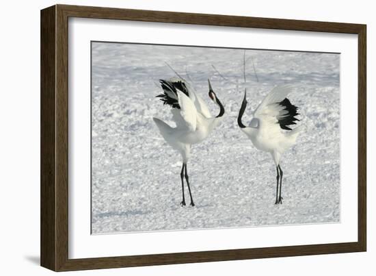 Red-Crowned Crane Pair Displaying-null-Framed Photographic Print