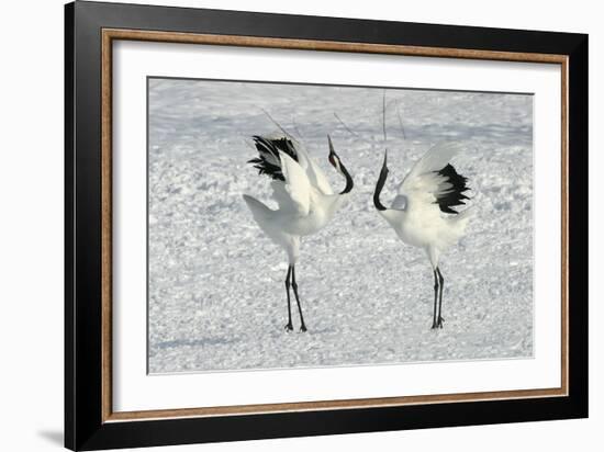 Red-Crowned Crane Pair Displaying-null-Framed Photographic Print