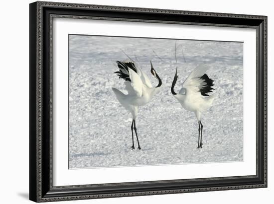 Red-Crowned Crane Pair Displaying-null-Framed Photographic Print