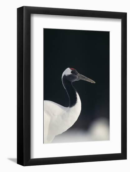 Red-Crowned Crane-DLILLC-Framed Photographic Print