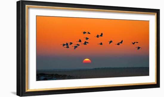 Red-Crowned Crane-Hua Zhu-Framed Photographic Print