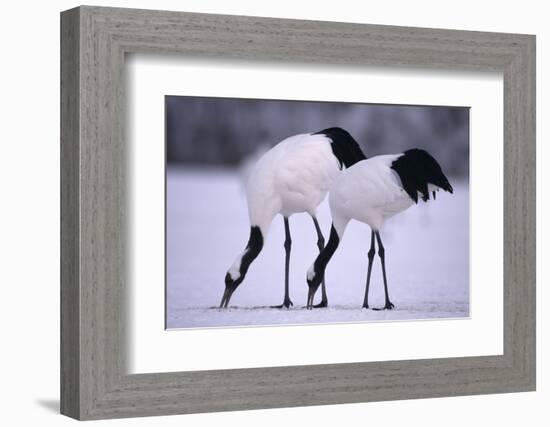 Red-Crowned Cranes Feeding in Snow-DLILLC-Framed Photographic Print