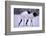 Red-Crowned Cranes Feeding in Snow-DLILLC-Framed Photographic Print