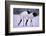 Red-Crowned Cranes Feeding in Snow-DLILLC-Framed Photographic Print