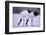 Red-Crowned Cranes Feeding in Snow-DLILLC-Framed Photographic Print