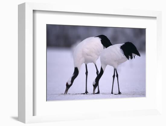 Red-Crowned Cranes Feeding in Snow-DLILLC-Framed Photographic Print