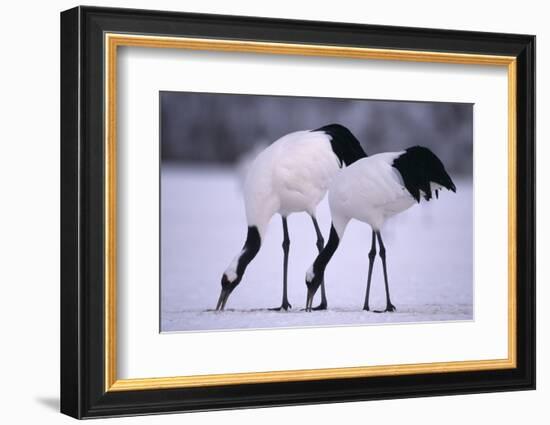 Red-Crowned Cranes Feeding in Snow-DLILLC-Framed Photographic Print