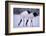 Red-Crowned Cranes Feeding in Snow-DLILLC-Framed Photographic Print