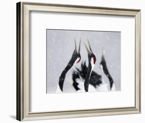 Red-Crowned Cranes (Grus Japonensis) Displaying And Calling In Snow, Hokkaido, Japan, February-Markus Varesvuo-Framed Photographic Print