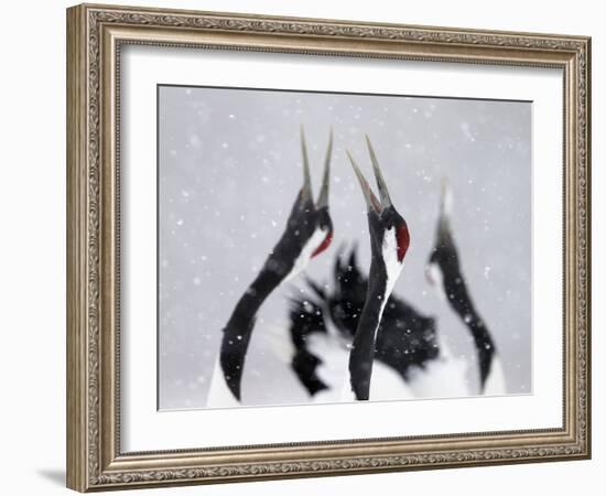 Red-Crowned Cranes (Grus Japonensis) Displaying And Calling In Snow, Hokkaido, Japan, February-Markus Varesvuo-Framed Photographic Print