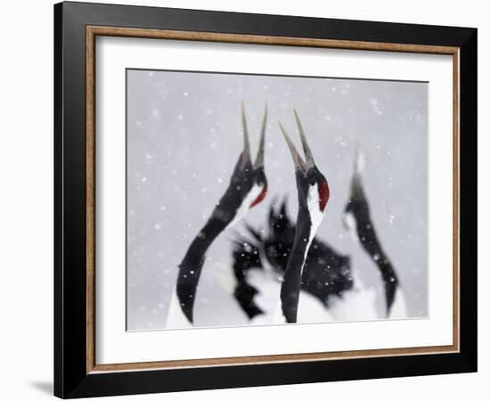Red-Crowned Cranes (Grus Japonensis) Displaying And Calling In Snow, Hokkaido, Japan, February-Markus Varesvuo-Framed Photographic Print