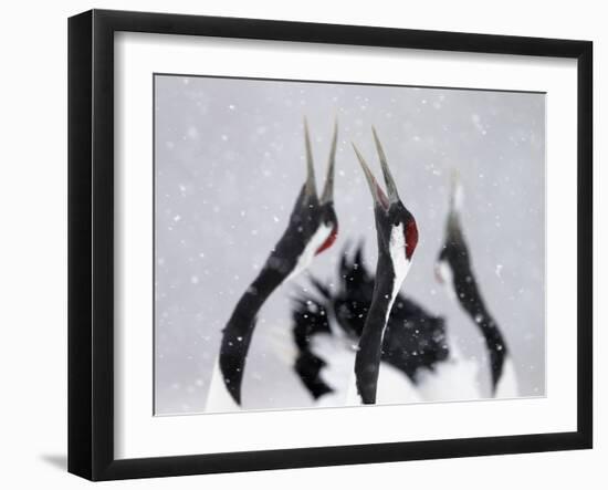 Red-Crowned Cranes (Grus Japonensis) Displaying And Calling In Snow, Hokkaido, Japan, February-Markus Varesvuo-Framed Photographic Print