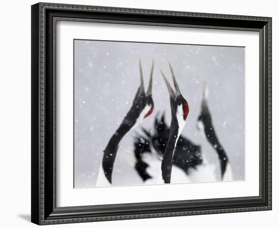 Red-Crowned Cranes (Grus Japonensis) Displaying And Calling In Snow, Hokkaido, Japan, February-Markus Varesvuo-Framed Photographic Print